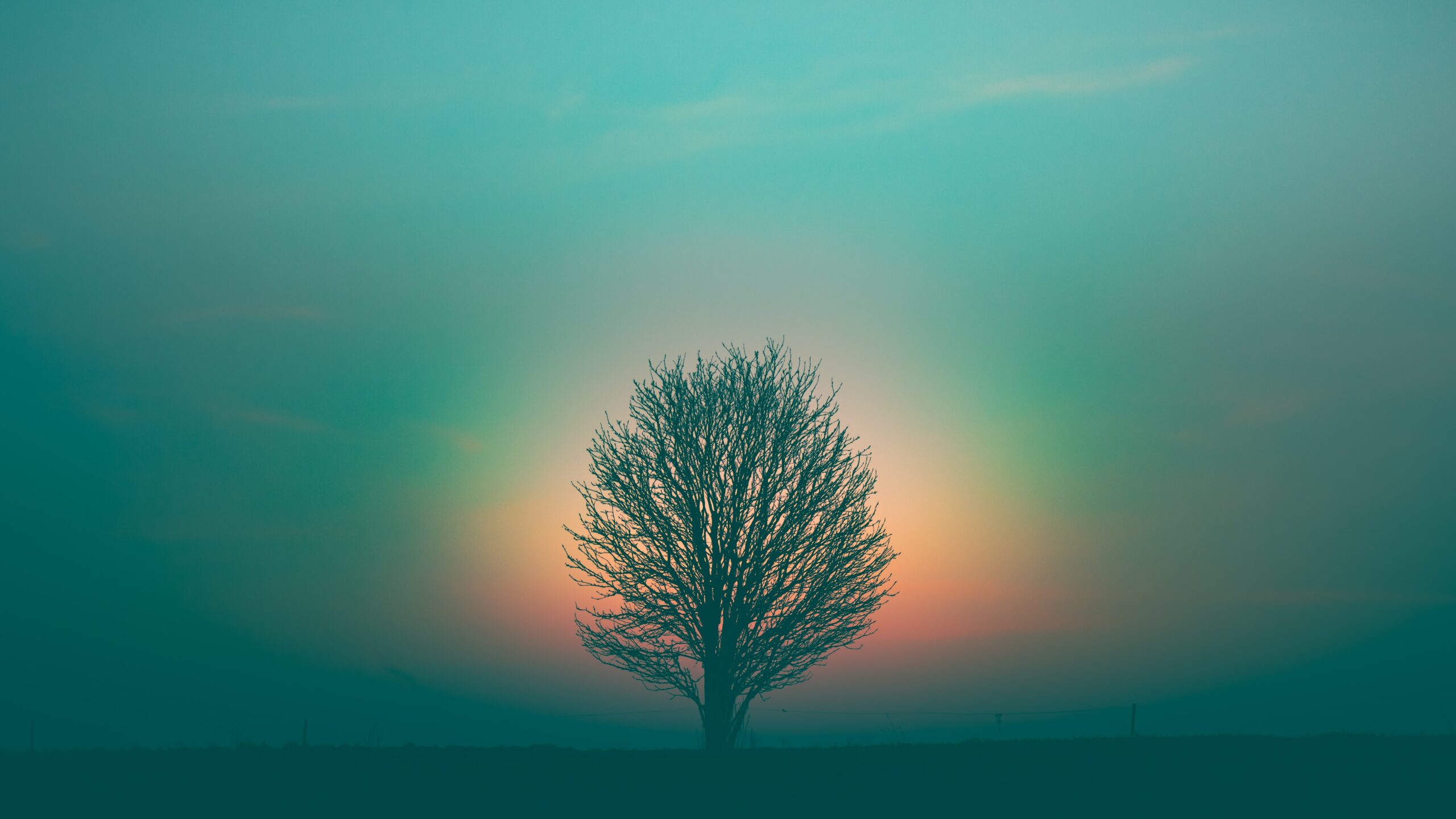 虹を纏っている一本の木